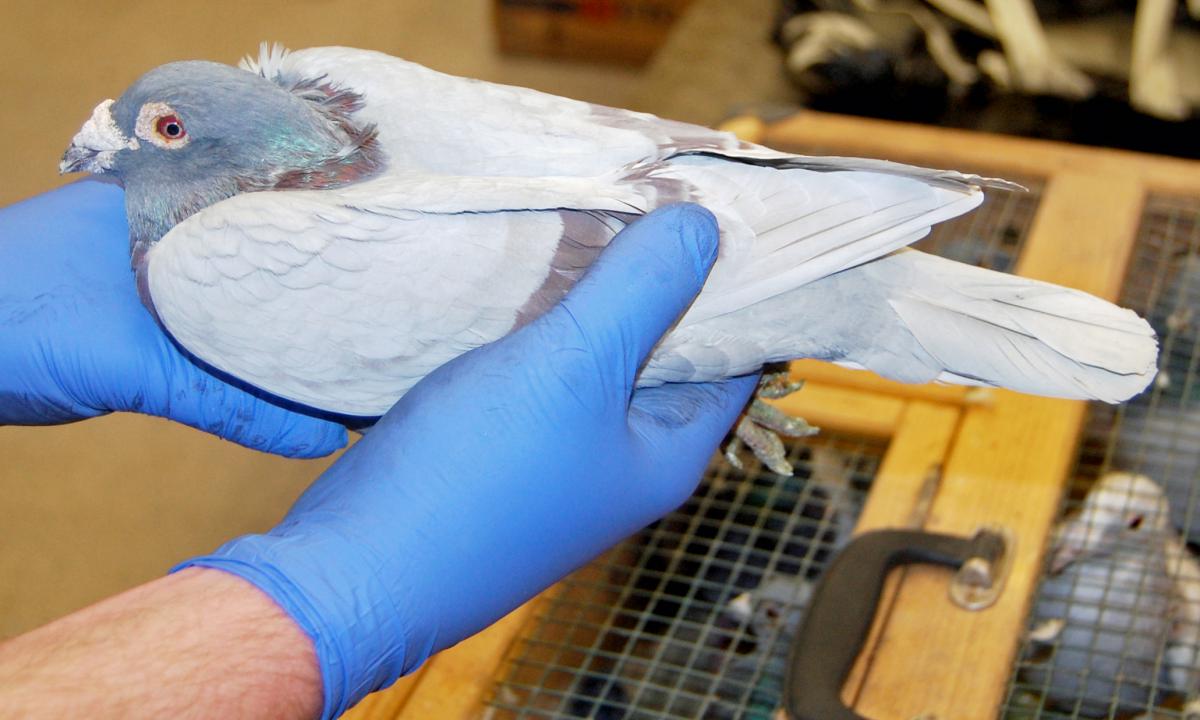 Stoppet med 11 brevduer i varebilen