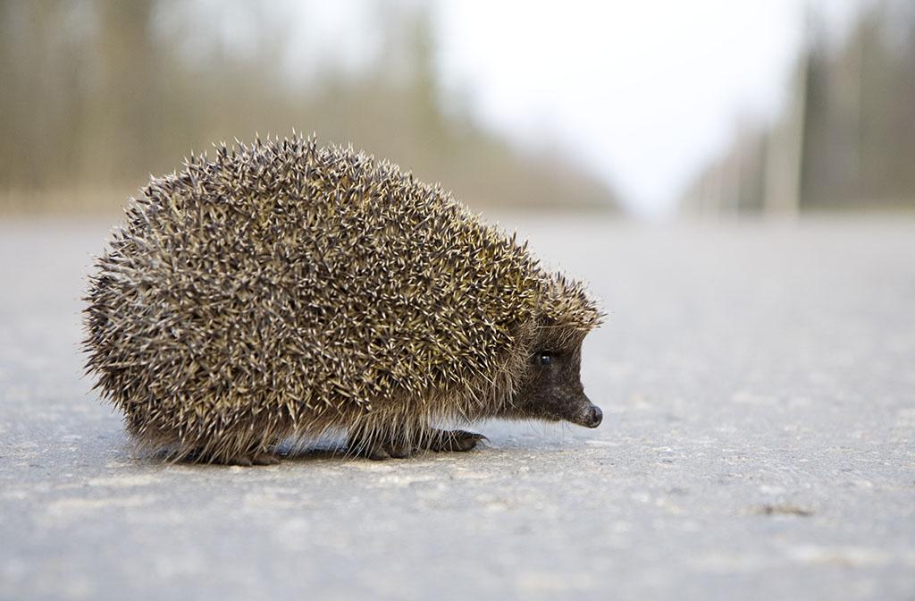 RV3 stenges for tyngre kjøretøy