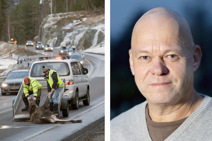 Til venstre: Torbjørn Grøslandsbråten (t.v.) og Kjell Sævre i Viltnemda i Flå. Foto: Ole Johs. Brye. Til høyre: Bård Morten Johansen, seniorrådgiver i Trygg Trafikk. Foto: Trygg Trafikk